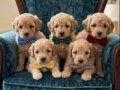 A Kalite Toy Poodle Bebekler