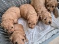 A Kalite Toy Poodle Bebekler