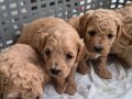 A Kalite Toy Poodle Bebekler
