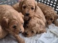 A Kalite Toy Poodle Bebekler