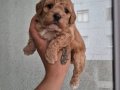 A Kalite Toy Poodle Bebekler