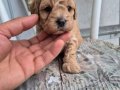 A Kalite Toy Poodle Bebekler