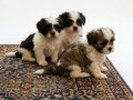 A Kalite Shih Tzu 