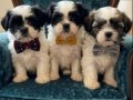 A Kalite Shih Tzu 