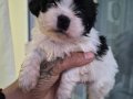 A Kalite Shih Tzu 