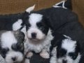 A Kalite Shih Tzu 