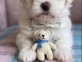 A Kalite Maltese Terrier 