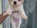 A Kalite Maltese Terrier 