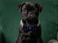 A Kalite Pug 