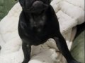 A Kalite Pug 