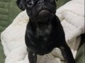 A Kalite Pug 