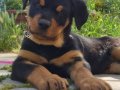 A kalite rottweiler 