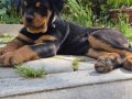 A kalite rottweiler 