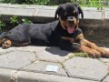 A kalite rottweiler 