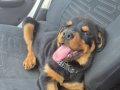 A kalite rottweiler 