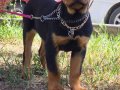 A kalite rottweiler 