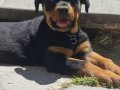 A kalite rottweiler 