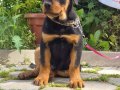A kalite rottweiler 