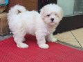A kalite maltese terrier