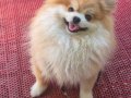 A kalite pomeranian boo