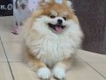 A kalite pomeranian boo