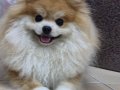 A kalite pomeranian boo