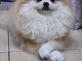 A kalite pomeranian boo