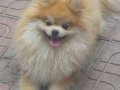A kalite pomeranian boo