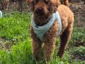 A kalite toy poodle
