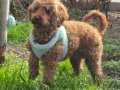 A kalite toy poodle