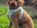 A kalite toy poodle