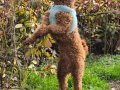 A kalite toy poodle