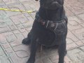 A kalite pug