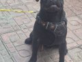 A kalite pug