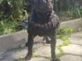 A kalite pug