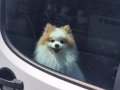 A kalite pomeranian