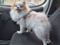 A kalite pomeranian