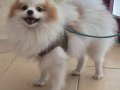 A kalite pomeranian