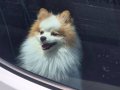 A kalite pomeranian