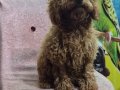 A kalite toy poodle