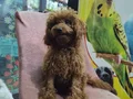 A kalite toy poodle
