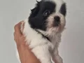 A kalite shih tzu