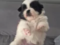 A kalite shih tzu