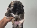 A kalite shih tzu