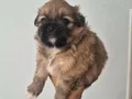 A kalite shih tzu