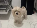 A kalite maltese bebek