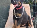 A kalite Rottwiler