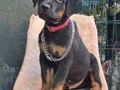 A kalite Rottwiler