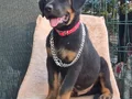 A kalite Rottwiler