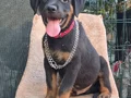 A kalite Rottwiler